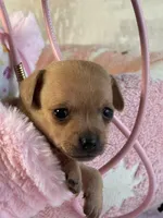 Gracioso , a male Chihuahua for sale in Benton, PA – Photo 9 of 10