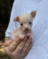 Bentley, a female Xoloitzcuintli and Chihuahua for sale in Benton, PA – Photo 1 of 10