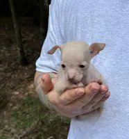 Bentley, a female Xoloitzcuintli and Chihuahua for sale in Benton, PA – Photo 10 of 10