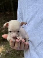 Bentley, a female Xoloitzcuintli and Chihuahua for sale in Benton, PA – Photo 6 of 10