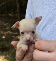Bentley, a female Xoloitzcuintli and Chihuahua for sale in Benton, PA – Photo 8 of 10