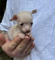 Bentley, a female Xoloitzcuintli and Chihuahua for sale in Benton, PA – Photo 7 of 10