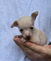 Bentley, a female Xoloitzcuintli and Chihuahua for sale in Benton, PA – Photo 5 of 10