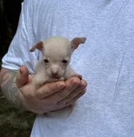 Bentley, a female Xoloitzcuintli and Chihuahua for sale in Benton, PA – Photo 4 of 10