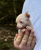 Bentley, a female Xoloitzcuintli and Chihuahua for sale in Benton, PA – Photo 9 of 10