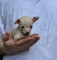 Bentley, a female Xoloitzcuintli and Chihuahua for sale in Benton, PA – Photo 2 of 10