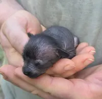 Midnight, a female Xoloitzcuintli and Chihuahua for sale in Camden, AR – 10 of 10
