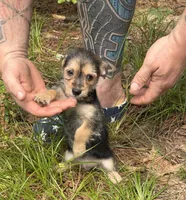 Bingo, a male Chihuahua and Chinese Crested for sale in Camden, AR – 9 of 9