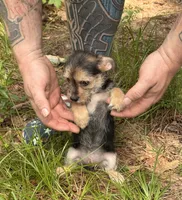 Bingo, a male Chihuahua and Chinese Crested for sale in Camden, AR – 4 of 9