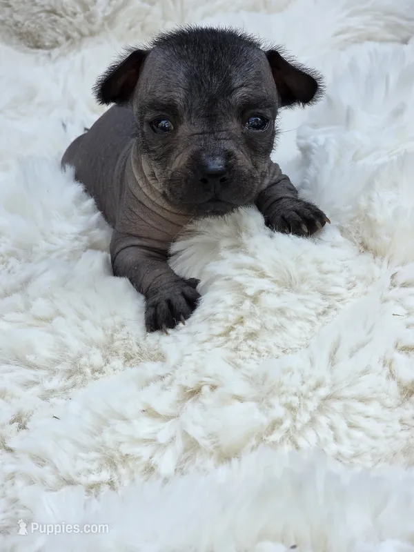 Onyx – Xoloitzcuintli, Chihuahua puppy for sale in Camden, AR