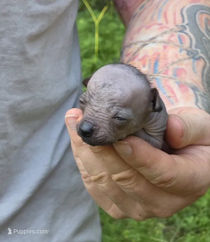 Tozi – Xoloitzcuintli, Chihuahua puppy for sale in Camden, AR