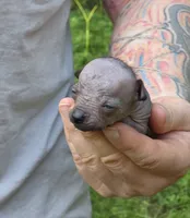 Tozi, a female Xoloitzcuintli and Chihuahua for sale in Camden, AR – 1 of 8