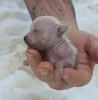 Jewels , a female Xoloitzcuintli and Chihuahua for sale in Camden, AR – 7 of 10