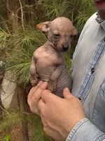 Mummytroll  , a male Xoloitzcuintli and Chihuahua for sale in Camden, AR – 10 of 10