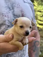 Pearl, a female Chihuahua for sale in Benton, PA – Photo 7 of 10