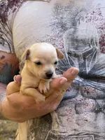 Pearl, a female Chihuahua for sale in Benton, PA – Photo 6 of 10