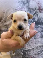 Pearl, a female Chihuahua for sale in Benton, PA – Photo 10 of 10