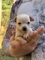 Pearl, a female Chihuahua for sale in Benton, PA – Photo 1 of 10