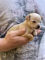 Pearl, a female Chihuahua for sale in Benton, PA – Photo 4 of 10