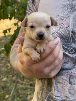 Pearl, a female Chihuahua for sale in Benton, PA – Photo 9 of 10