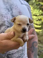 Pearl, a female Chihuahua for sale in Benton, PA – Photo 8 of 10