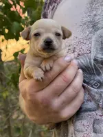 Pearl, a female Chihuahua for sale in Benton, PA – Photo 2 of 10