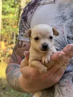 Pearl, a female Chihuahua for sale in Benton, PA – Photo 5 of 10