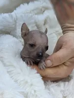 Cleo, a female Xoloitzcuintli and Chihuahua for sale in Camden, AR – 6 of 8