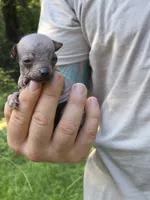 Tozi, a female Xoloitzcuintli and Chihuahua for sale in Camden, AR – 2 of 8