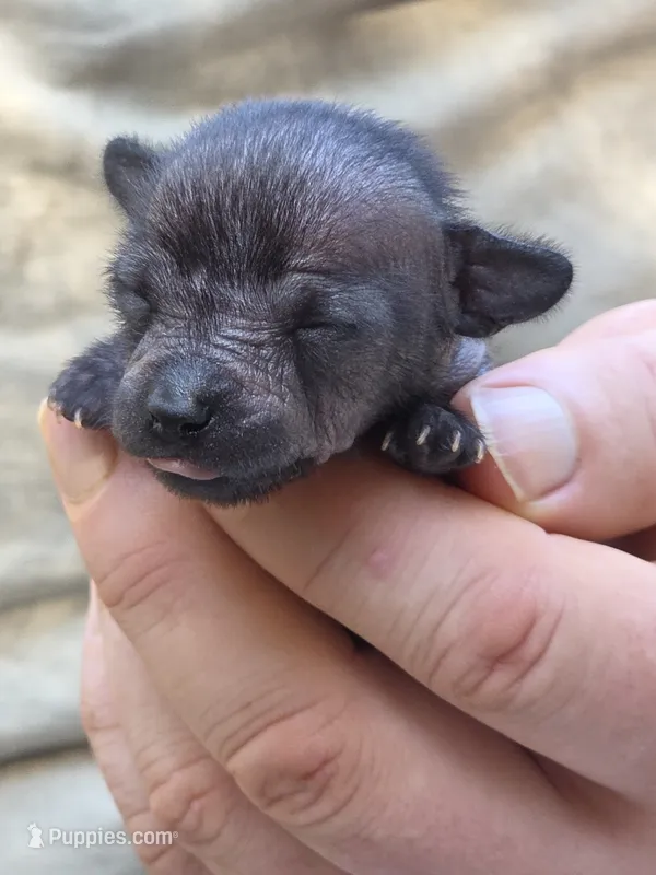 Midnight – Xoloitzcuintli, Chihuahua puppy for sale in Camden, AR