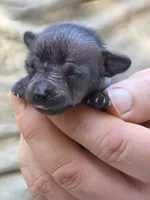 Midnight, a female Xoloitzcuintli and Chihuahua for sale in Camden, AR – 1 of 10
