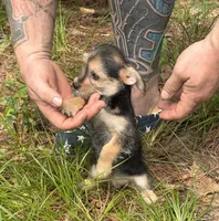 Bingo, a male Chihuahua and Chinese Crested for sale in Camden, AR – 6 of 9