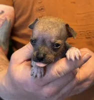 Chief, a male Xoloitzcuintli and Chihuahua for sale in Benton, PA – Photo 7 of 9