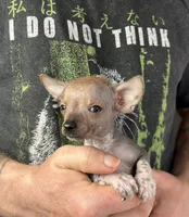 Chief, a male Xoloitzcuintli and Chihuahua for sale in Benton, PA – Photo 3 of 9