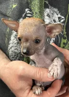 Chief, a male Xoloitzcuintli and Chihuahua for sale in Benton, PA – Photo 4 of 9