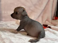 Chief, a male Xoloitzcuintli and Chihuahua for sale in Benton, PA – Photo 9 of 9