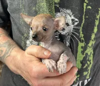 Chief, a male Xoloitzcuintli and Chihuahua for sale in Benton, PA – Photo 5 of 9