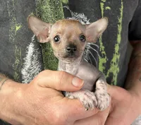 Chief, a male Xoloitzcuintli and Chihuahua for sale in Benton, PA – Photo 1 of 9