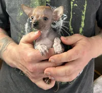 Chief, a male Xoloitzcuintli and Chihuahua for sale in Benton, PA – Photo 2 of 9