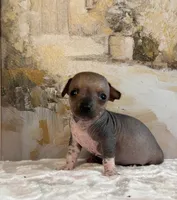 Chief, a male Xoloitzcuintli and Chihuahua for sale in Benton, PA – Photo 6 of 9