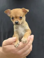 Bella , a female Chihuahua for sale in Camden, AR – 4 of 7