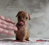 Spark , a female Chihuahua for sale in Benton, PA – Photo 1 of 7