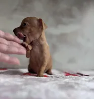 Spark , a female Chihuahua for sale in Benton, PA – Photo 2 of 7