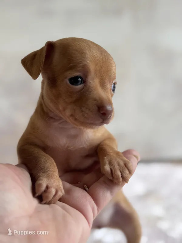 Spark  – Chihuahua puppy for sale in Benton, PA
