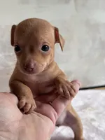 Spark , a female Chihuahua for sale in Benton, PA – Photo 6 of 7