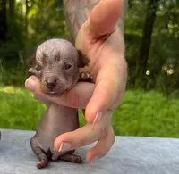 Xipil, a male Xoloitzcuintli and Chihuahua for sale in Camden, AR – 3 of 4