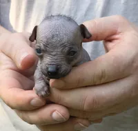 Tozi, a female Xoloitzcuintli and Chihuahua for sale in Camden, AR – 3 of 8