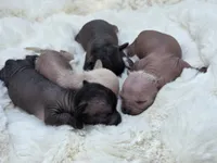 Onyx, a female Xoloitzcuintli and Chihuahua for sale in Camden, AR – 8 of 8