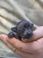Midnight, a female Xoloitzcuintli and Chihuahua for sale in Camden, AR – 2 of 10