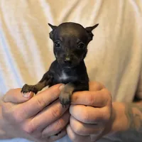 Black Pearl, a female Chihuahua for sale in Benton, PA – Photo 6 of 8